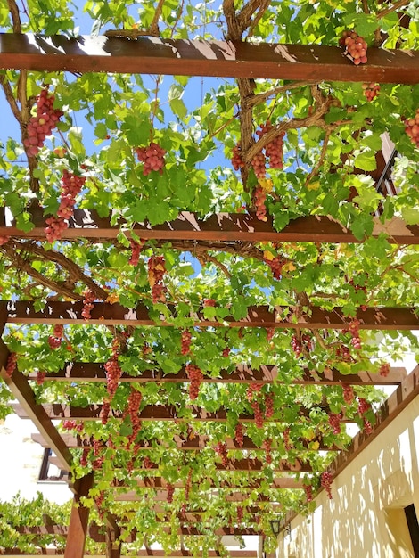 Low angle view of plants hanging on tree