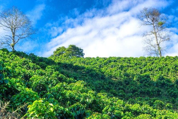Low angle view of plants on hill against sky