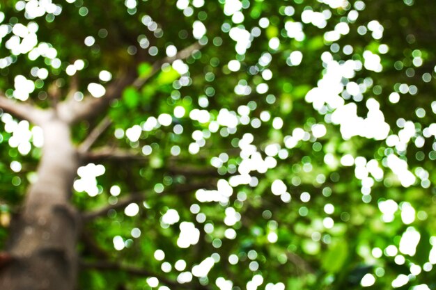 Photo low angle view of plants on tree