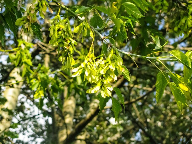 Low angle view of plants