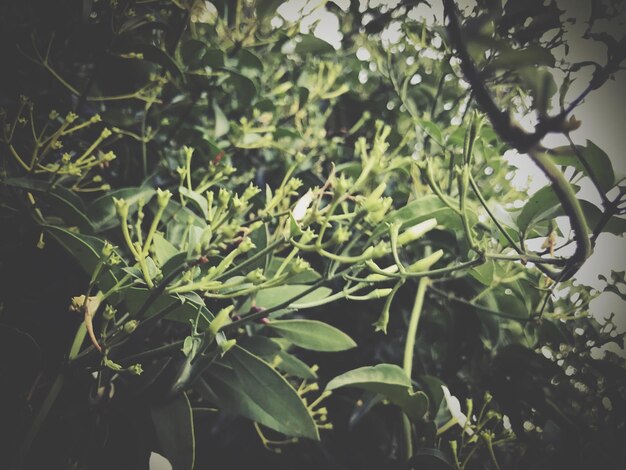 Low angle view of plants