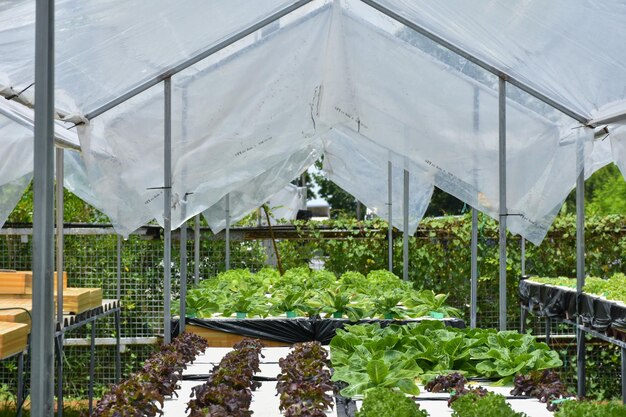 Low angle view of plants