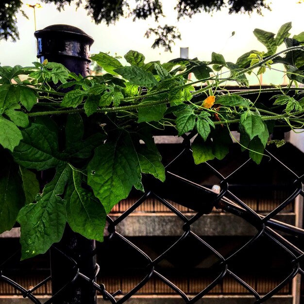 Photo low angle view of plants