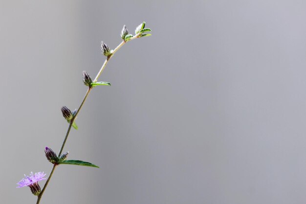 Photo low angle view of plants