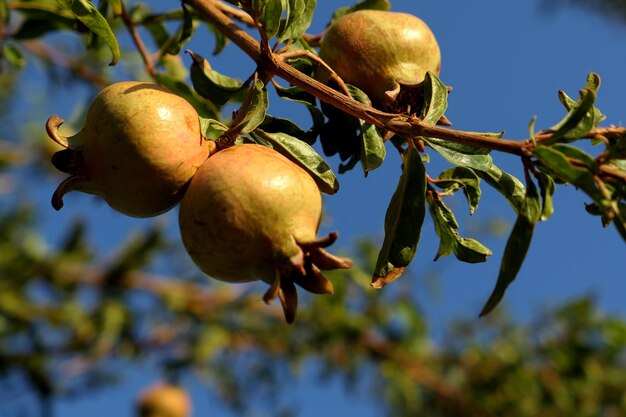 Низкоугольный вид гранатового яблока, растущего на дереве на фоне неба