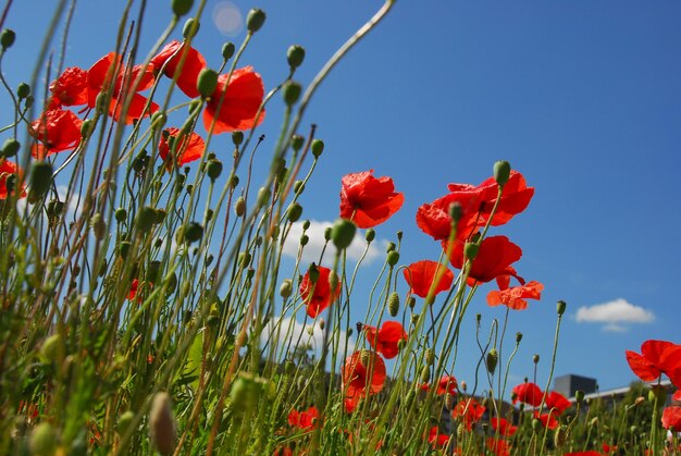 Low angle view of poppy flowers against clear sky