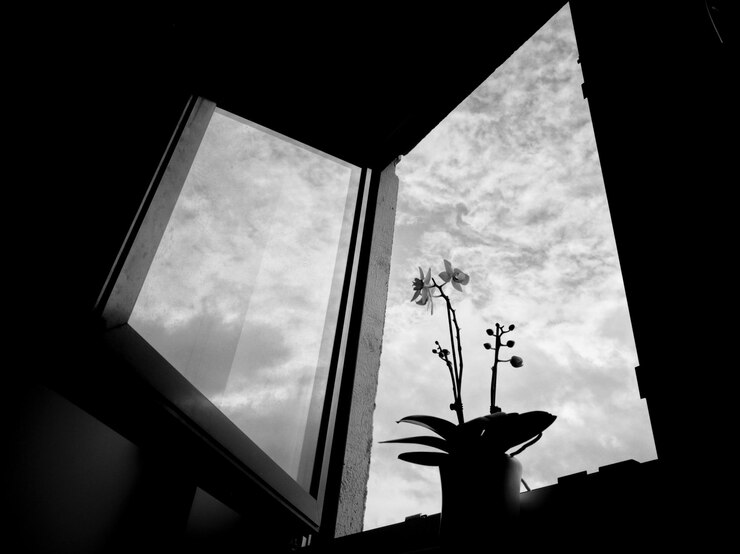 Photo low angle view of potted plant on window