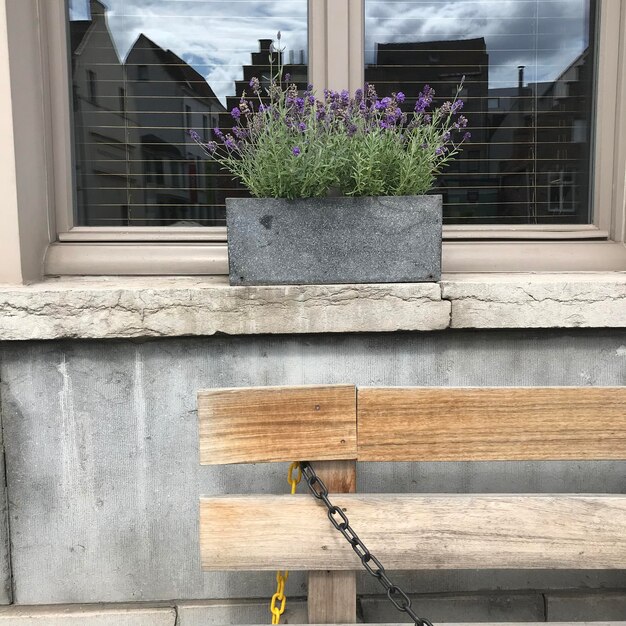 Photo low angle view of potted plants on building