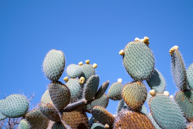 Foto vista a basso angolo del cactus della pera spinosa contro un cielo blu limpido