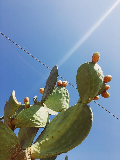 Low angle view of prickly pear cactus against clear sky