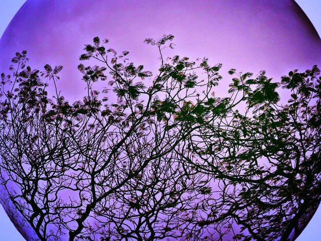 Low angle view of purple flower tree against sky