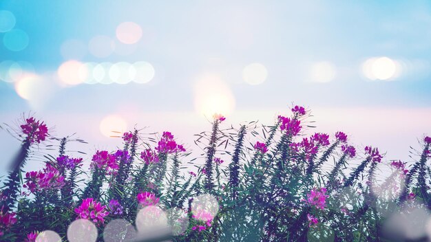 Low angle view of purple flowering plants against sky