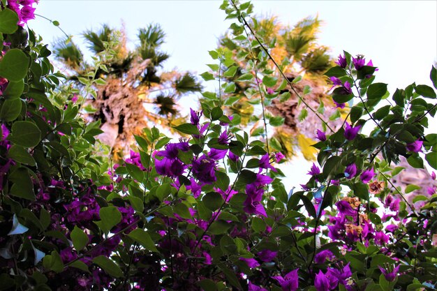 Foto vista a bassa angolazione dei fiori viola sul ramo