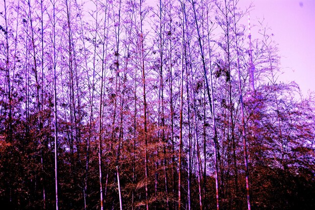 Low angle view of purple flowers on tree