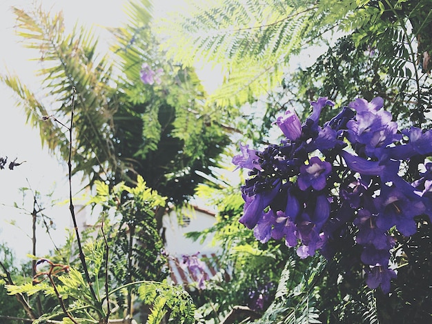 Low angle view of purple flowers