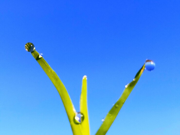 Photo low angle view of raindrops on plant against blue sky