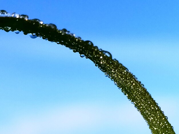 Low angle view of raindrops on plant against clear blue sky