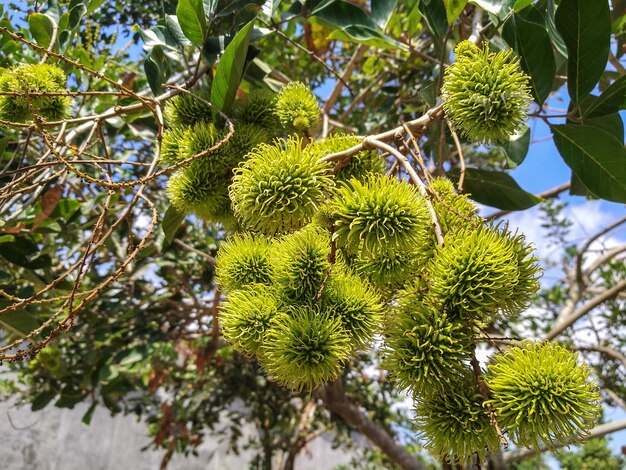 Low angle view of rambutan tree