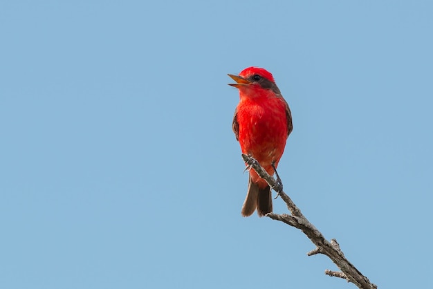 Photo low angle view of red bird perching on branch against clear sky