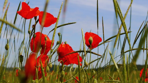 Foto vista a basso angolo di un fiore rosso appeso a un albero contro il cielo