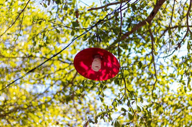 Low angle view of red flower on tree