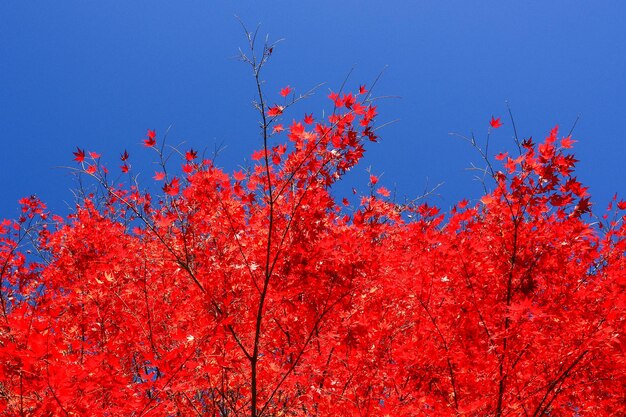 Low angle view of red flowering plant against blue sky