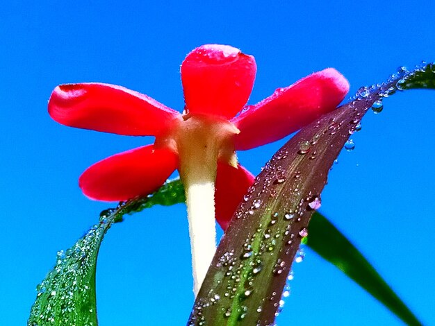 Low angle view of red flowering plant against blue sky