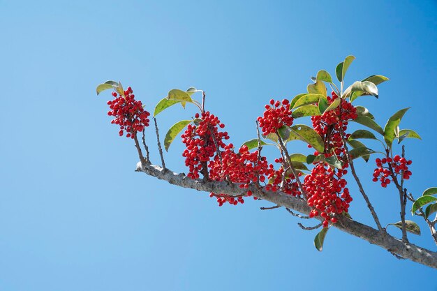 Low angle view of red flowering plant against clear blue sky