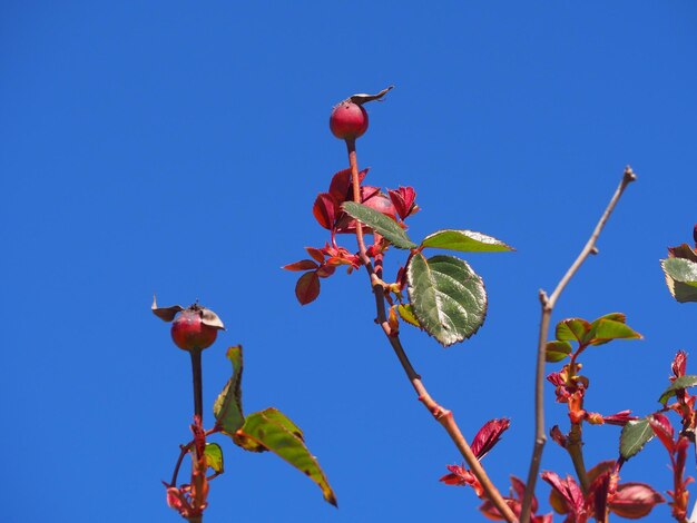 Low angle view of red flowering plant against clear blue sky