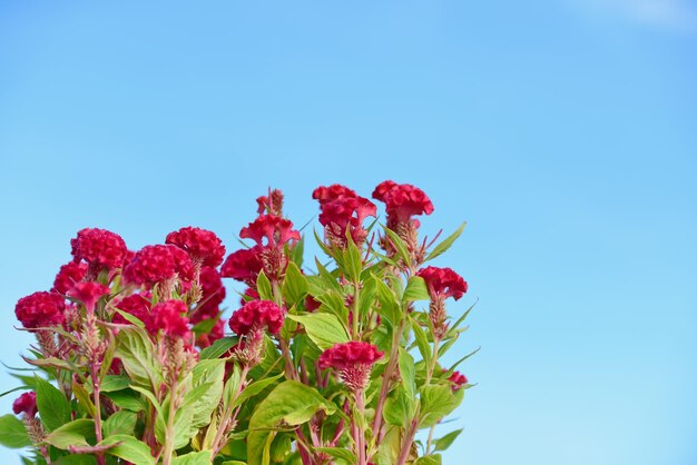 Low angle view of red flowering plant against clear blue sky