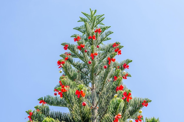 Foto vista a basso angolo di una pianta a fiori rossi contro un cielo limpido