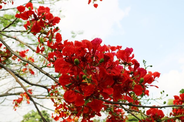 Low angle view of red flowering plant against sky