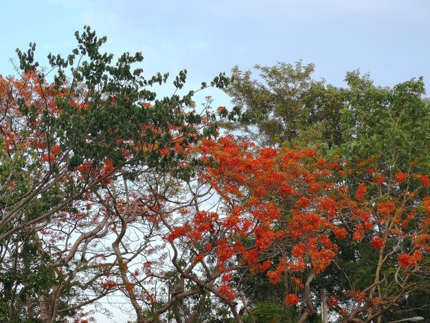 Foto vista a basso angolo di una pianta a fiori rossi contro il cielo