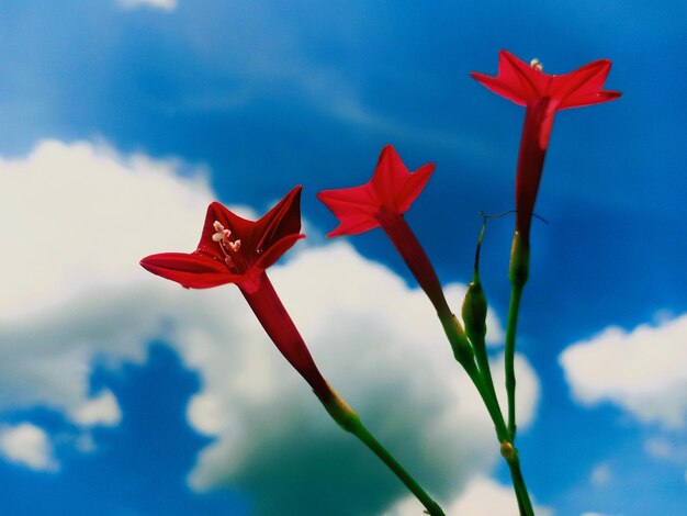 Foto vista a basso angolo di una pianta a fiori rossi contro il cielo