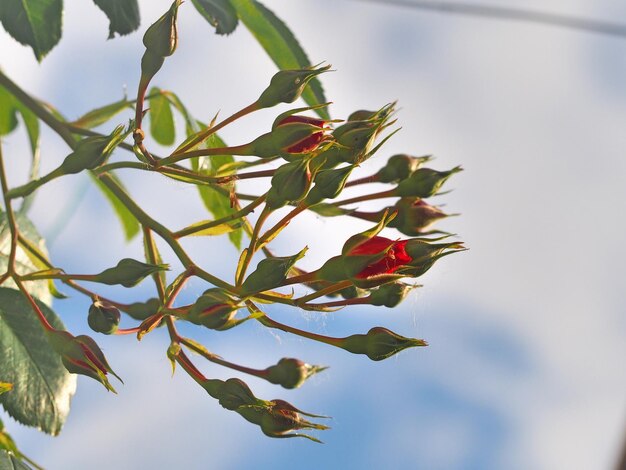 Foto vista a basso angolo di una pianta a fiori rossi contro il cielo