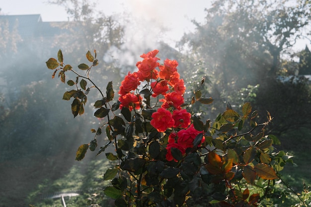 low angle view of red flowering plant against tree