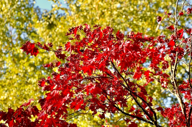 Низкий угол зрения красного цветущего растения на дереве