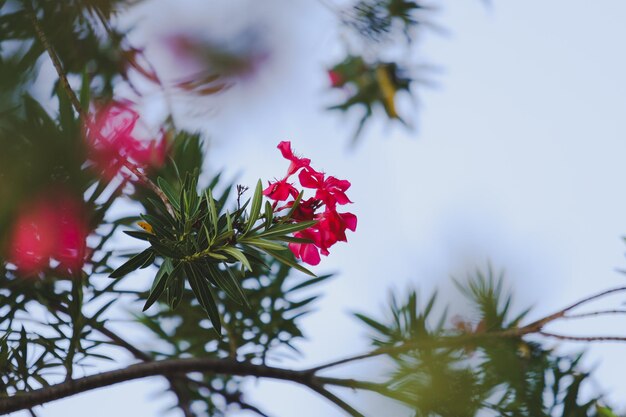 Photo low angle view of red flowering plant