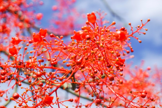 Low angle view of red flowering plant