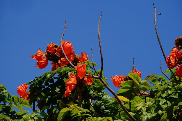 Low angle view of red flowering plants against clear blue sky
