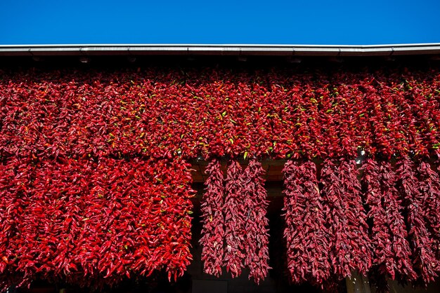 Low angle view of red flowering plants against sky