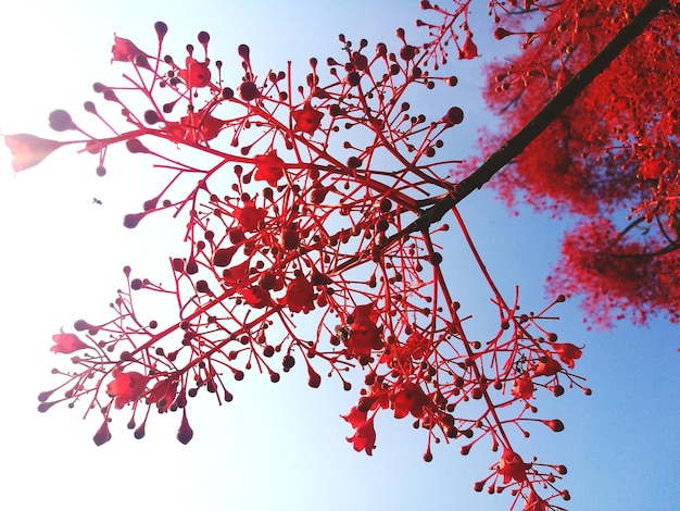 Photo low angle view of red flowering tree against sky