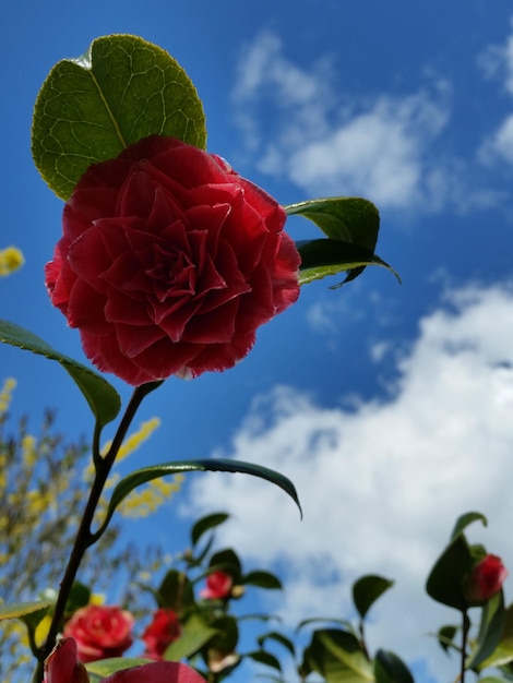 Foto vista a bassa angolazione di fiori rossi contro il cielo blu