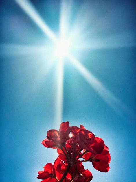 Foto vista a basso angolo di fiori rossi contro il sole brillante nel cielo