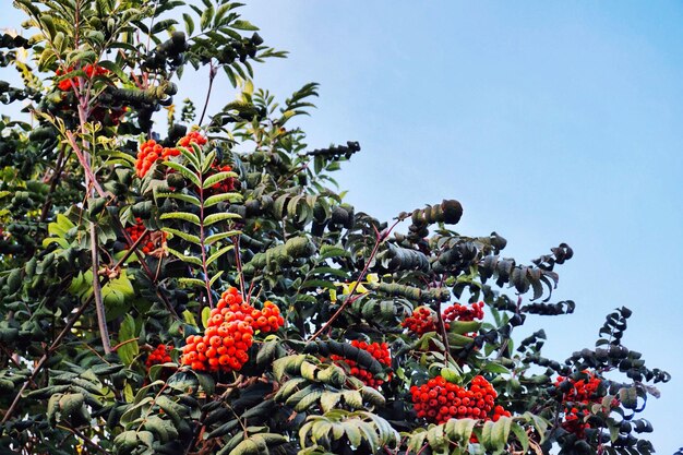 Foto vista a basso angolo dei fiori rossi