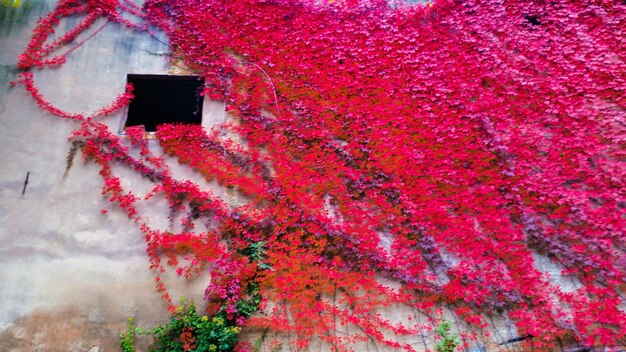 Photo low angle view of red ivy flowers on wall