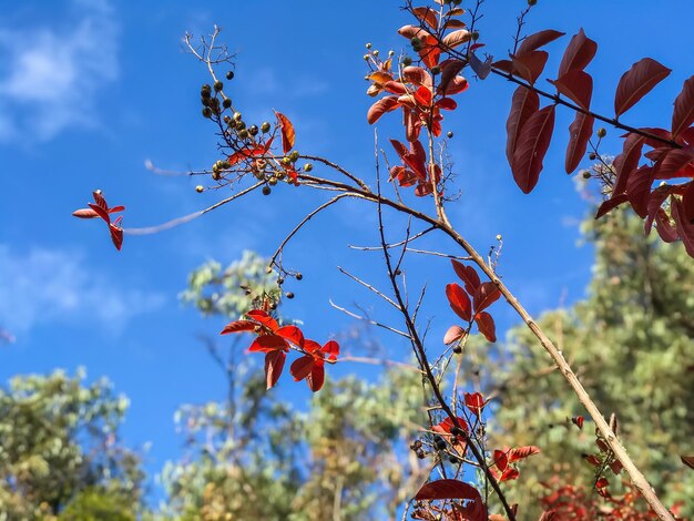 Foto vista a basso angolo delle foglie rosse sull'albero contro il cielo