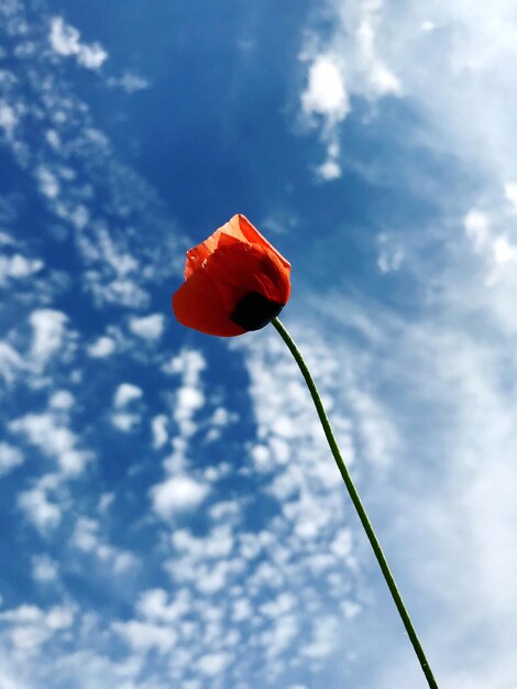 Photo low angle view of red poppy flowers against sky