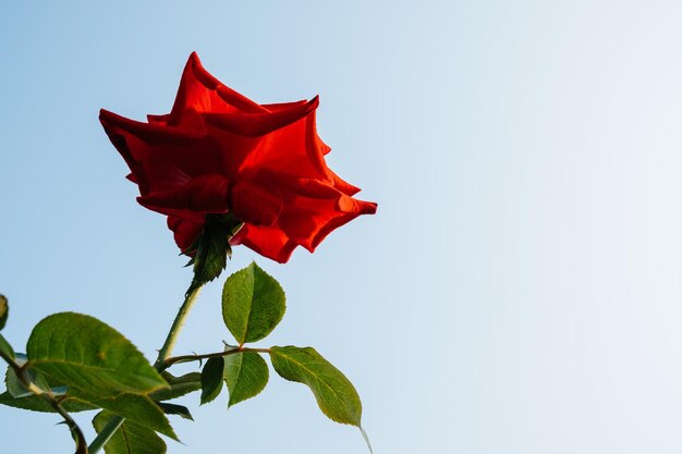 Photo low angle view of red rose on plant against clear sky