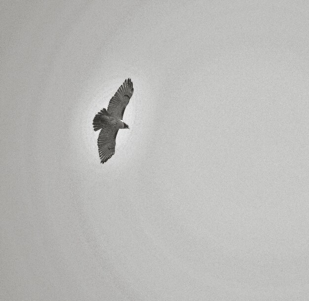 Photo low angle view of red-tailed hawk flying against clear sky